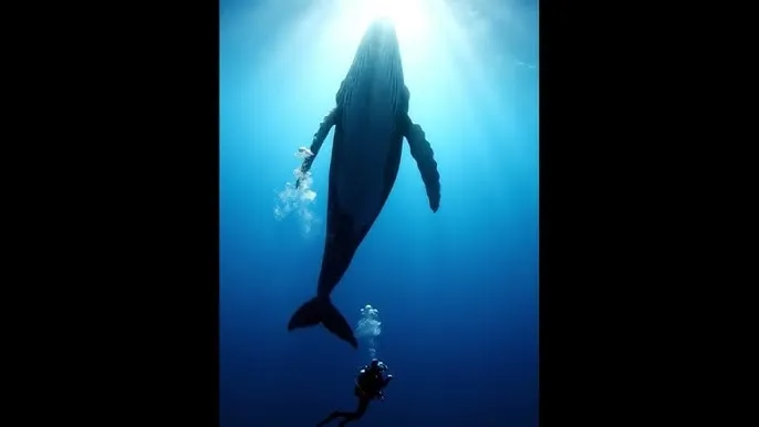 4d肉搏团 - 深蓝星球：探索海洋深处的未知世界